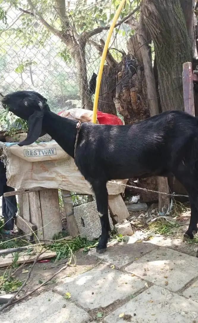 goat for sale — photo 3