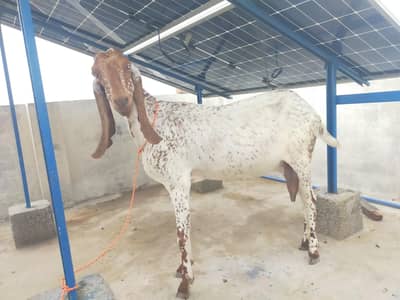makhi cheeni bakri