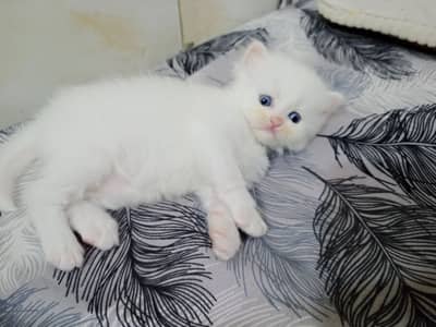 White persian kitten