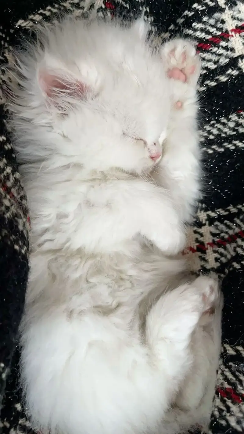 White persian kitten — photo 2