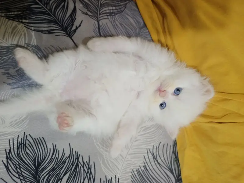 White persian kitten — photo 3