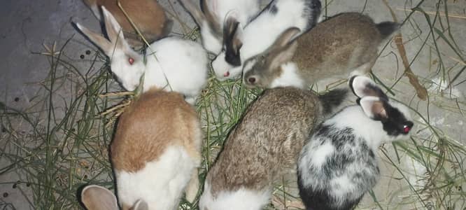 rabbits