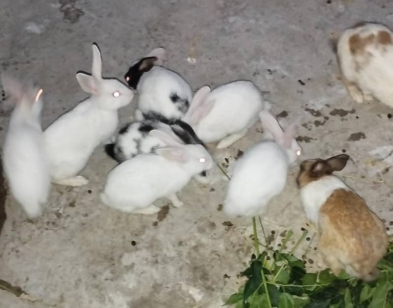 rabbits 1