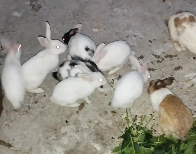 rabbits — photo 2