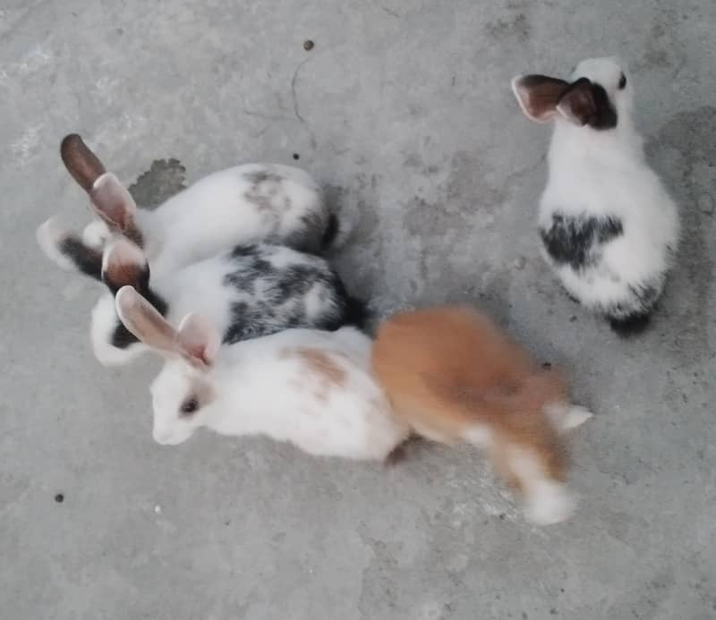 rabbits 2