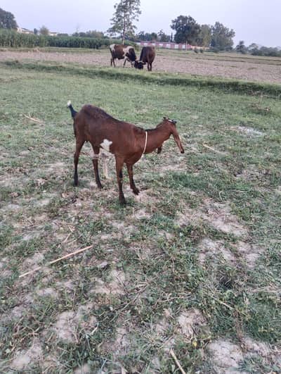 Female Goat 2  Month Cross