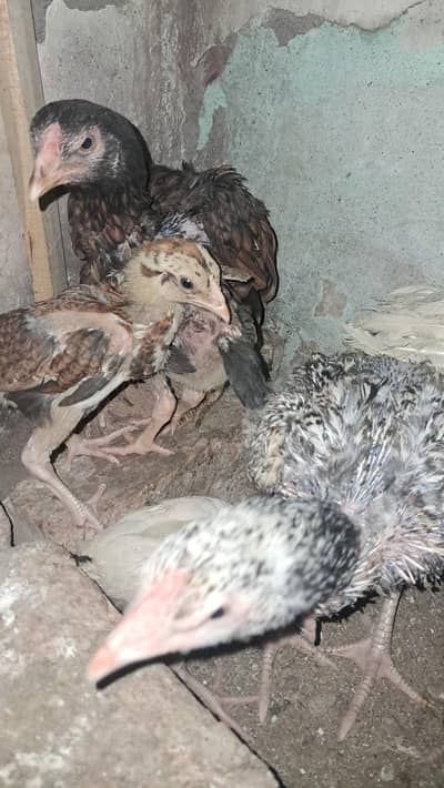 1 male 2 female 3 chick's 1 months