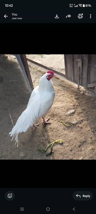 aseel Heera eggs