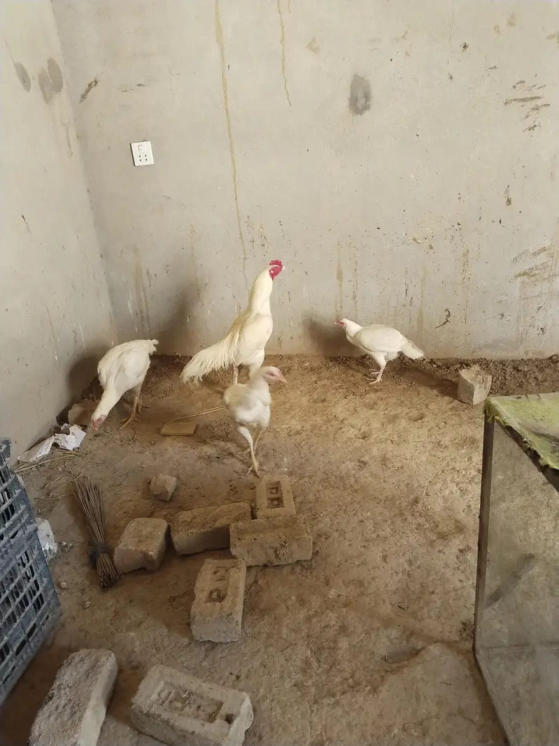 aseel Heera eggs — photo 2