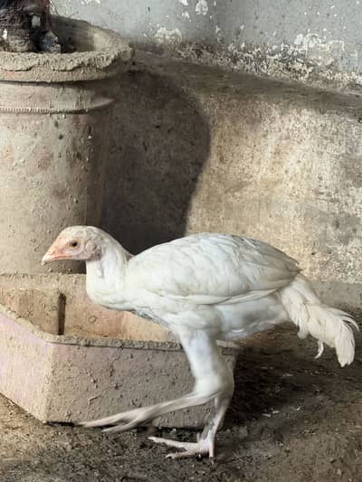 Aseel  patty available for sell