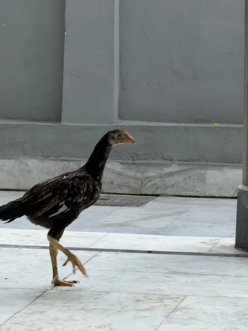 Aseel  patty available for sell — photo 2