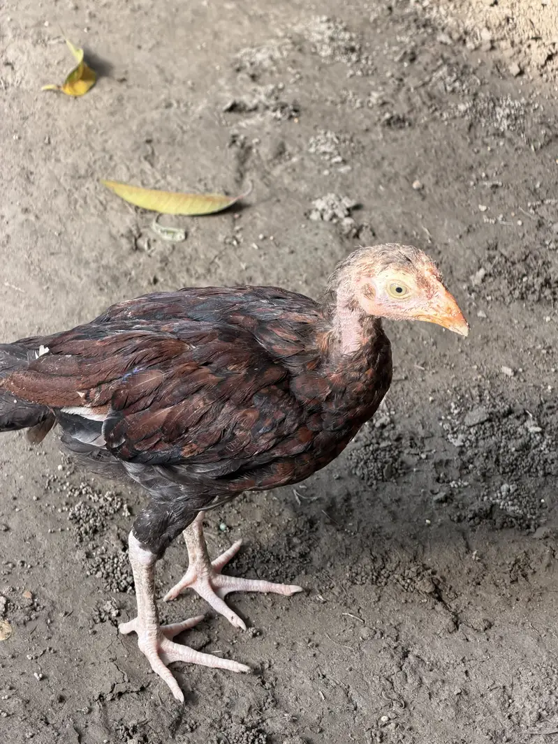 Aseel  patty available for sell — photo 7