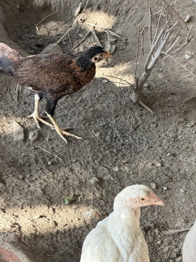 Aseel  patty available for sell — photo 8