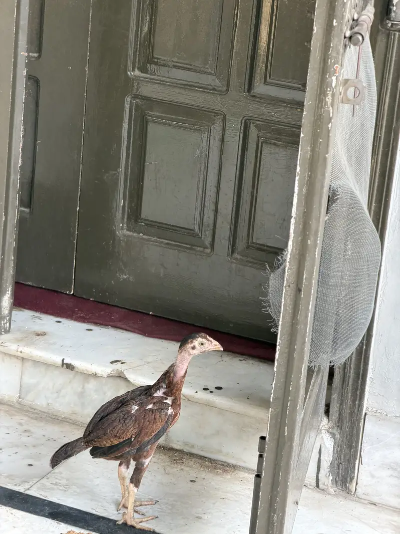 Aseel  patty available for sell — photo 10
