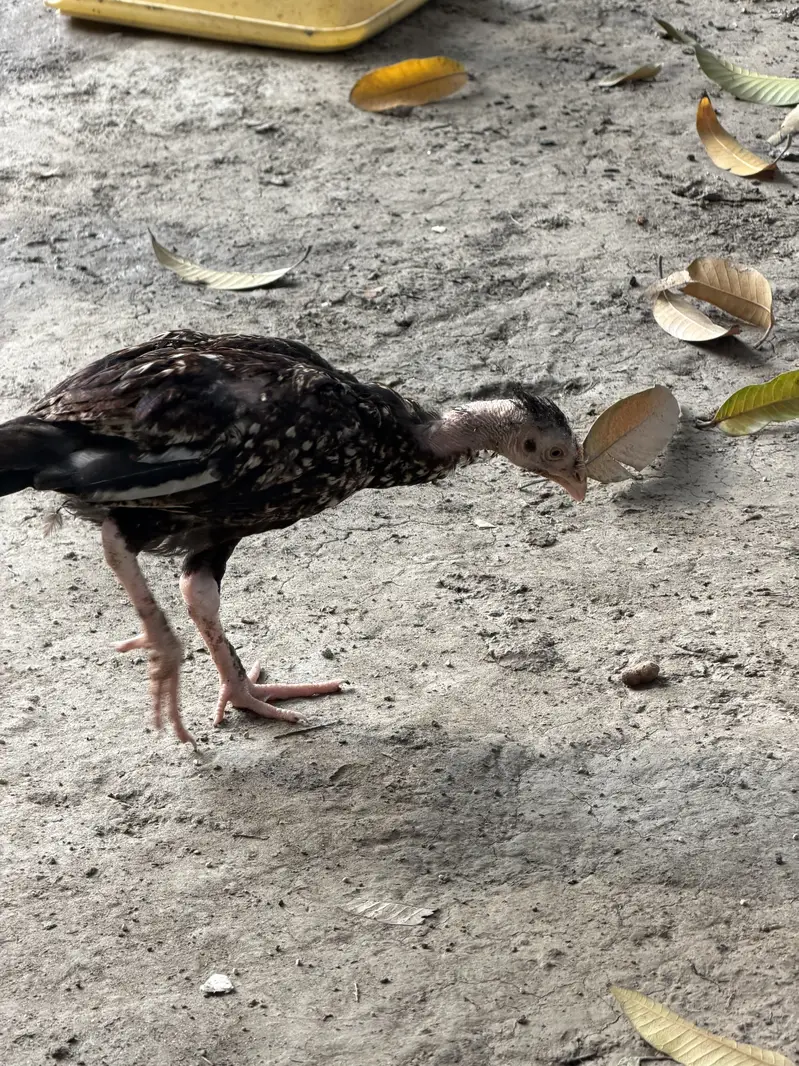 Aseel  patty available for sell — photo 11
