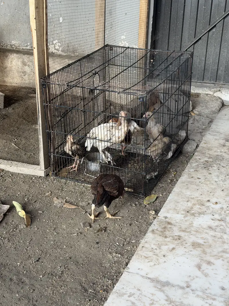 Aseel  patty available for sell — photo 12