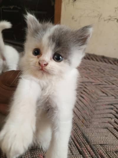 2 pair of Persian cat