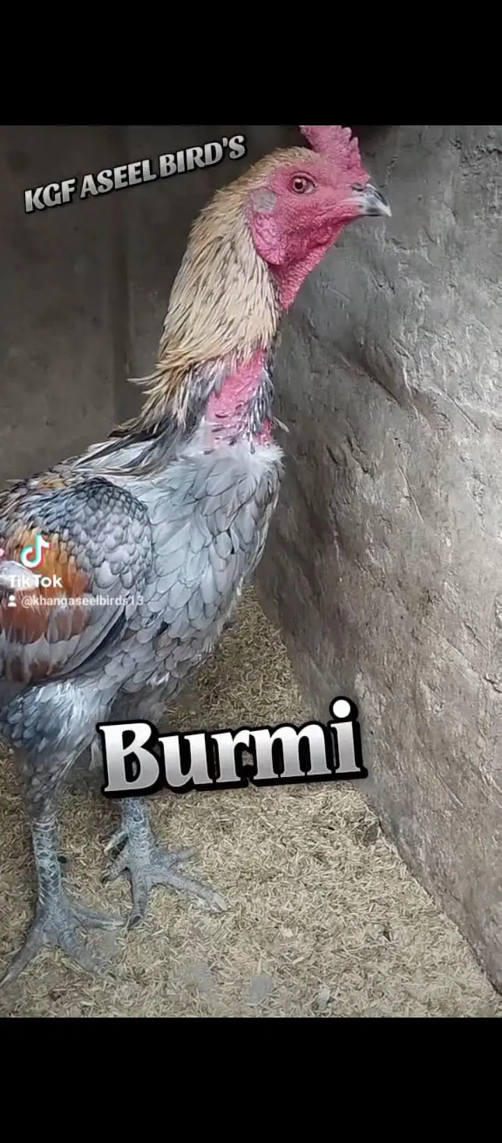 Heera Parmoz Chick's Thai Burmi Pakoye Dragon Chick's Available — photo 2