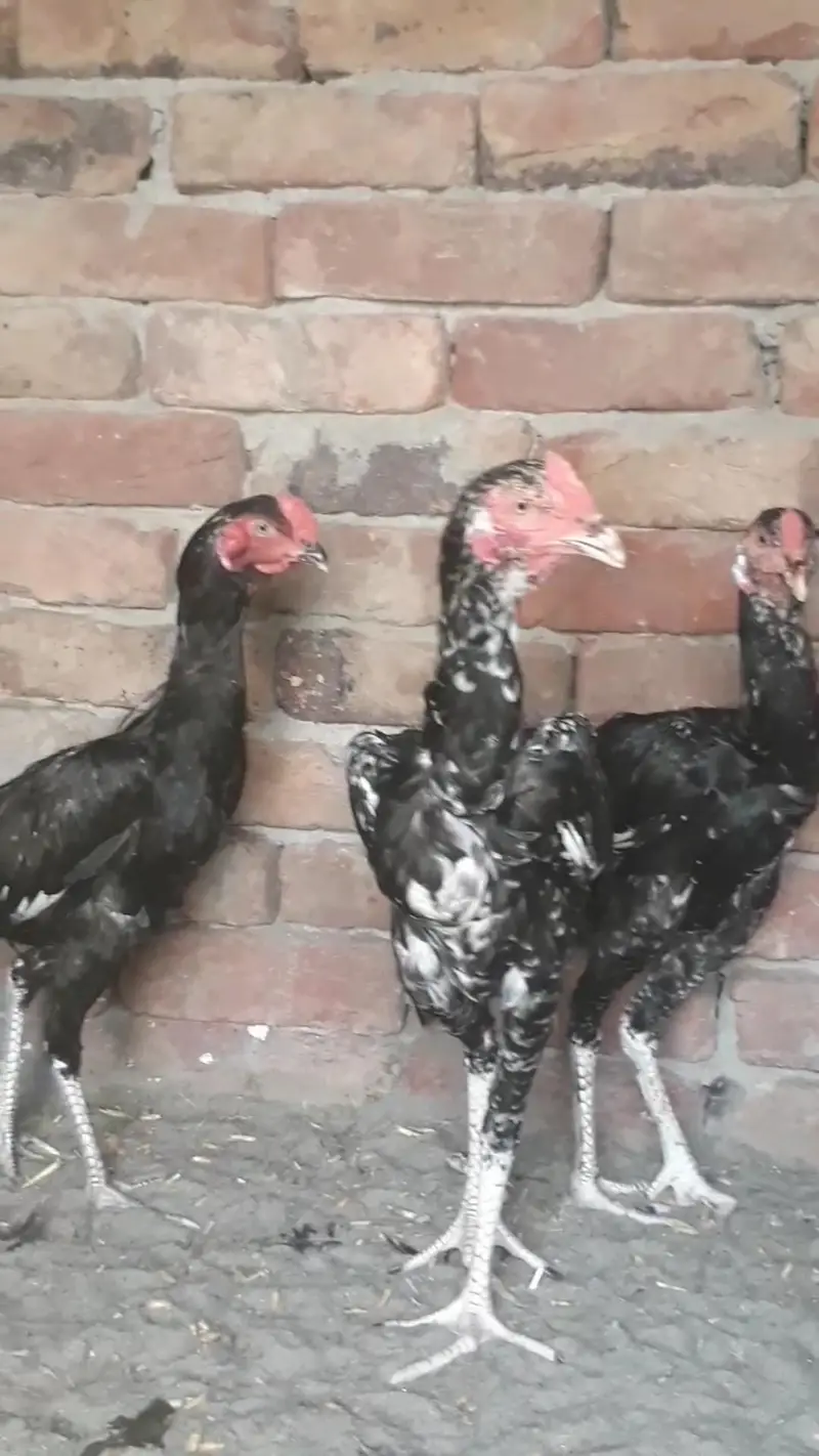 3 Male for sale — photo 2