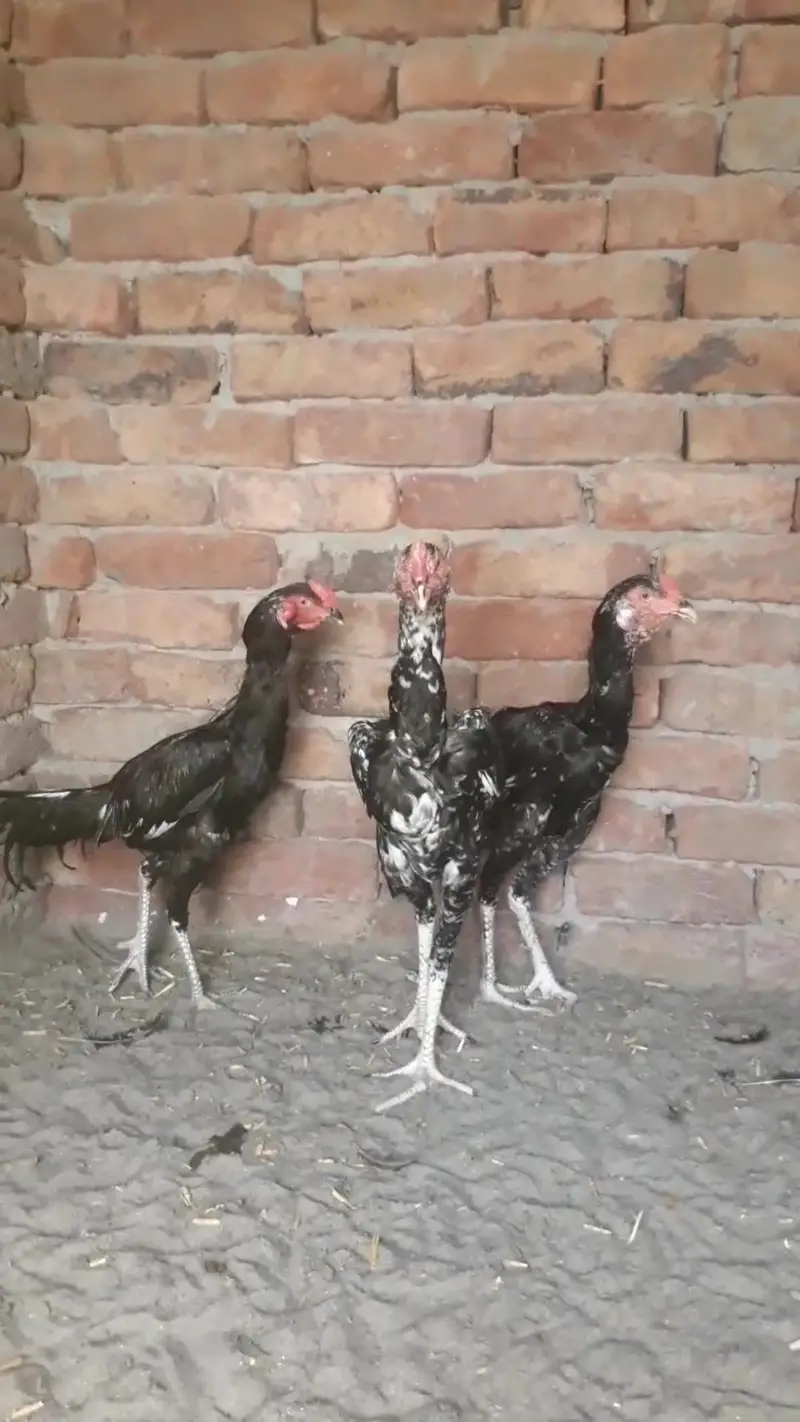 3 Male for sale — photo 3