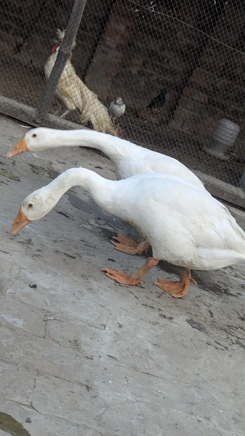 long nack duck for sale price bikul finl ha