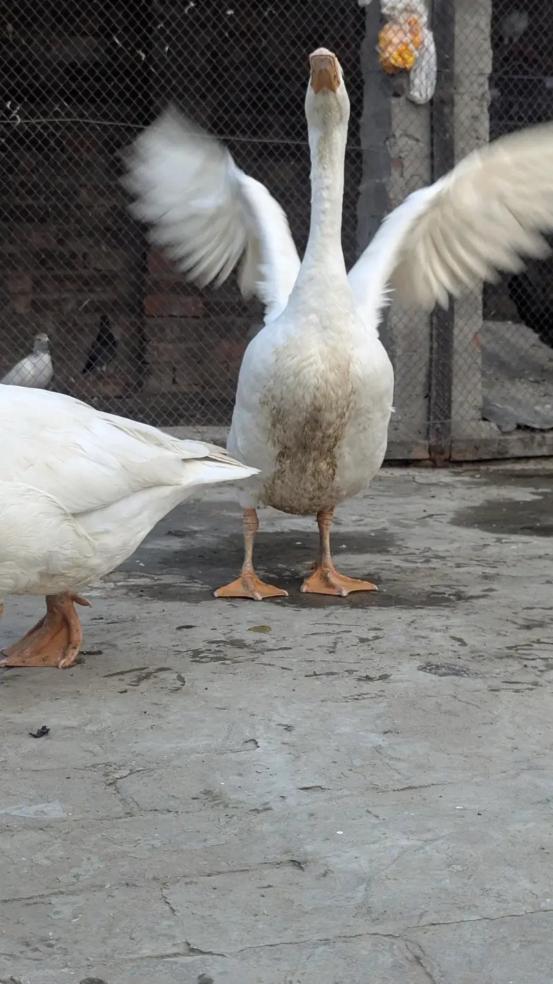 long nack duck for sale price bikul finl ha — photo 2