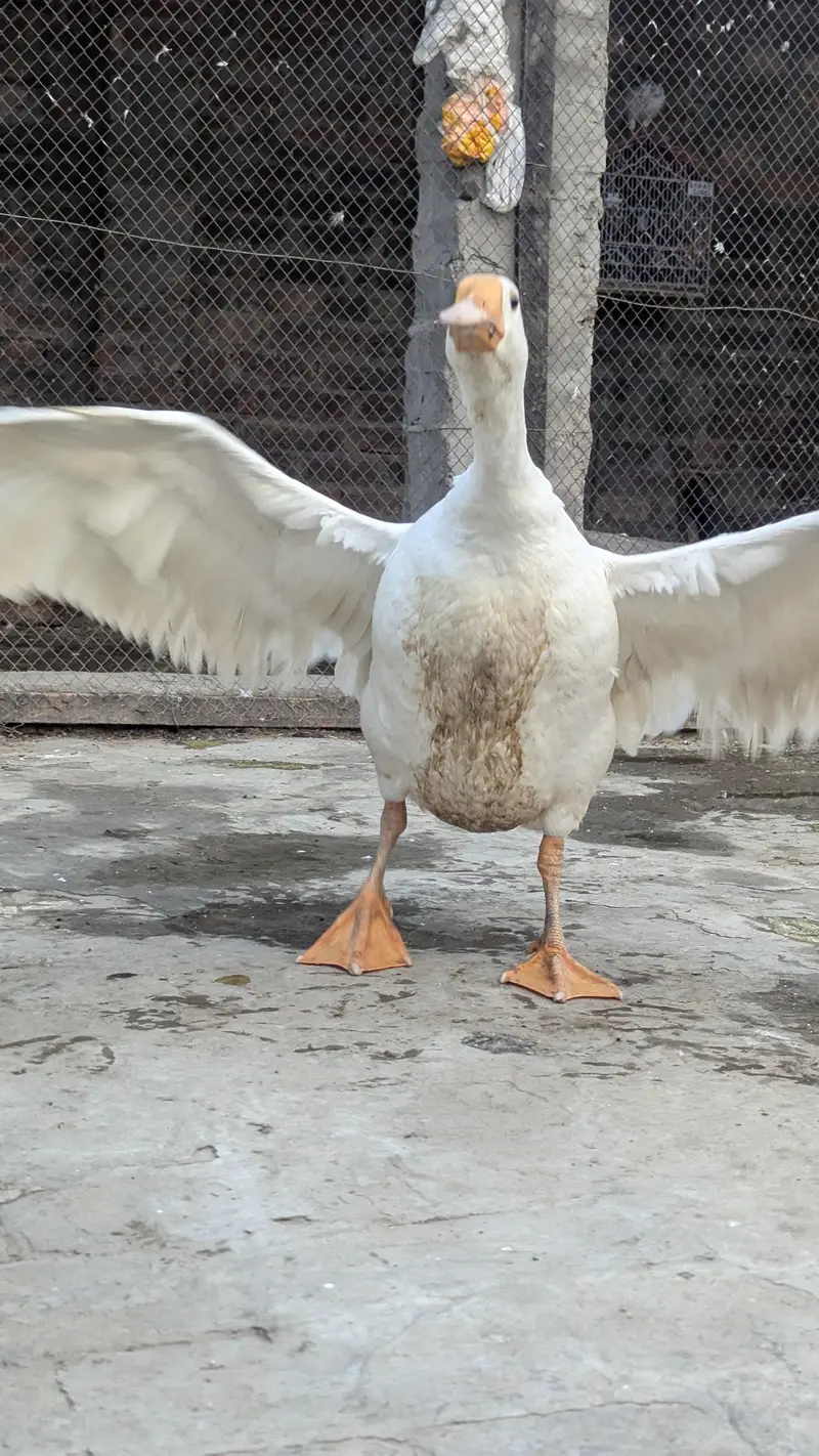 long nack duck for sale price bikul finl ha — photo 3