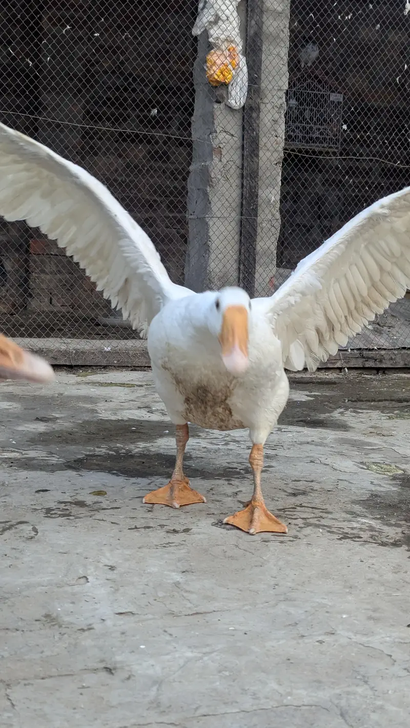 long nack duck for sale price bikul finl ha — photo 4