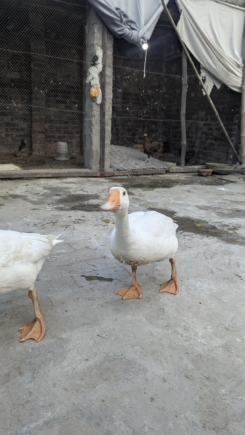 long nack duck for sale price bikul finl ha — photo 5