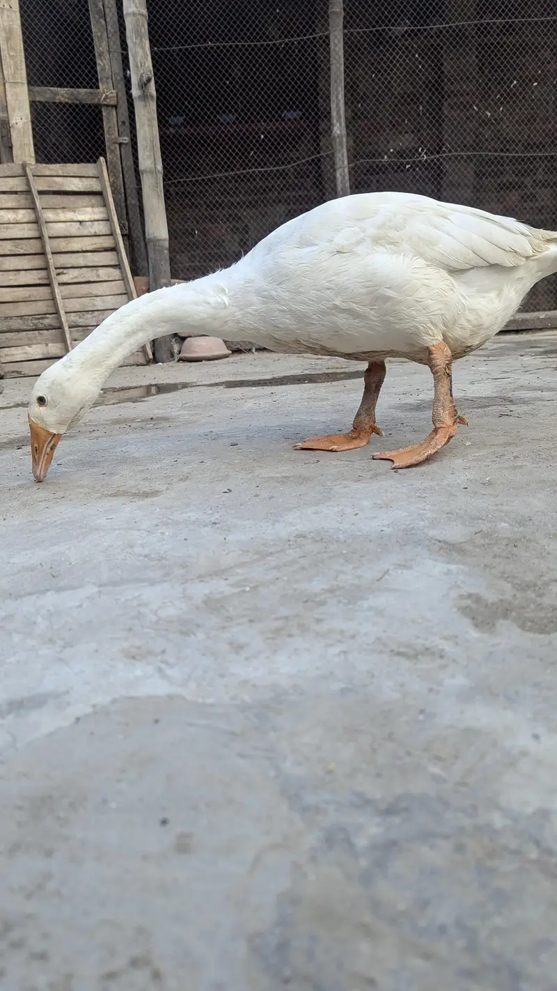 long nack duck for sale price bikul finl ha — photo 6