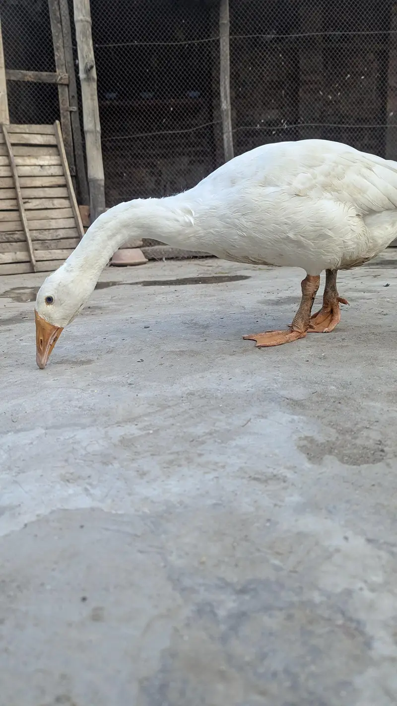 long nack duck for sale price bikul finl ha — photo 7