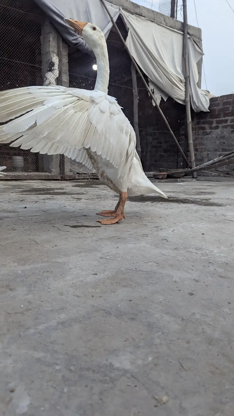 long nack duck for sale price bikul finl ha — photo 8