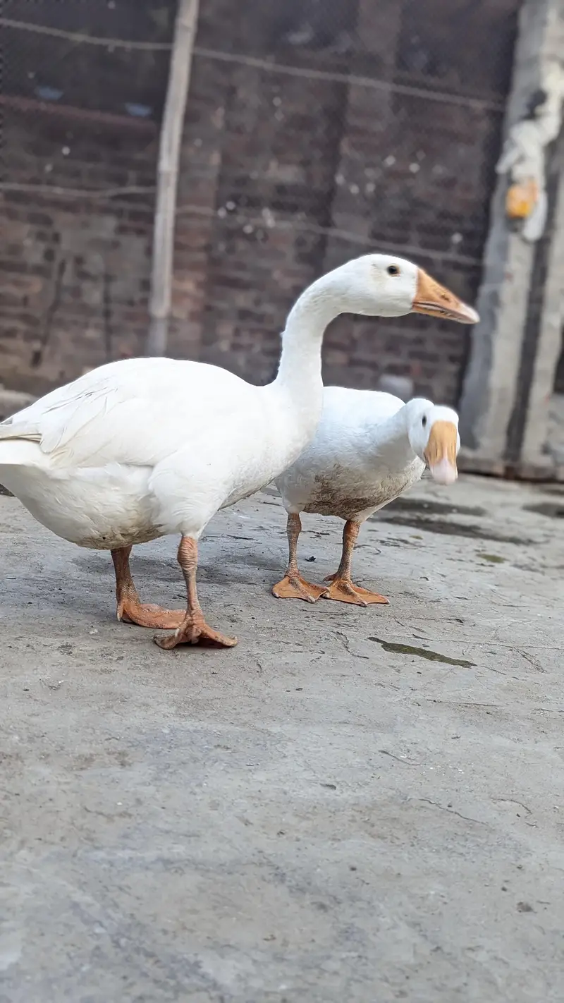 long nack duck for sale price bikul finl ha — photo 9