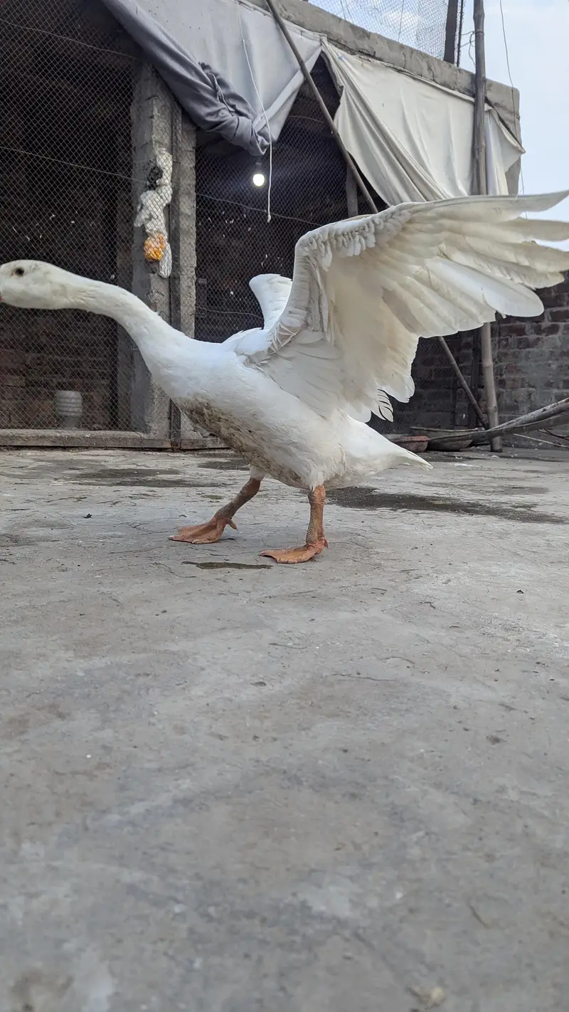 long nack duck for sale price bikul finl ha — photo 10