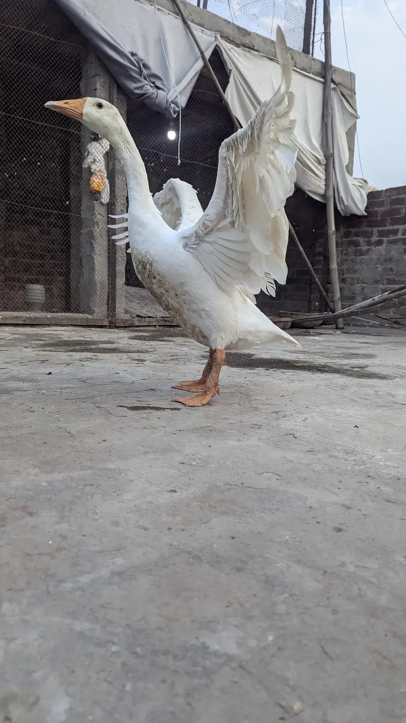 long nack duck for sale price bikul finl ha — photo 11