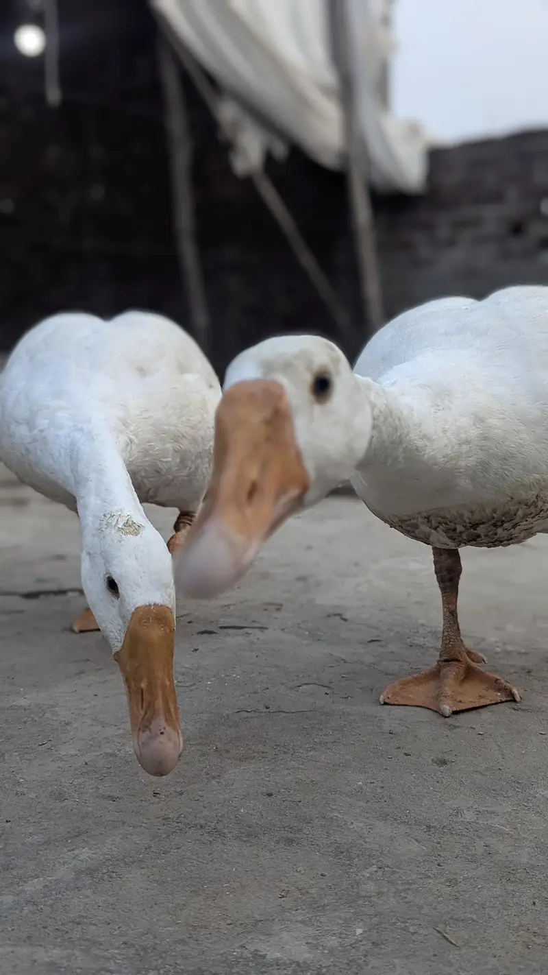 long nack duck for sale price bikul finl ha — photo 12