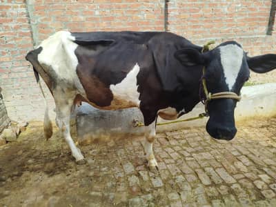 Friesian Cross Cow