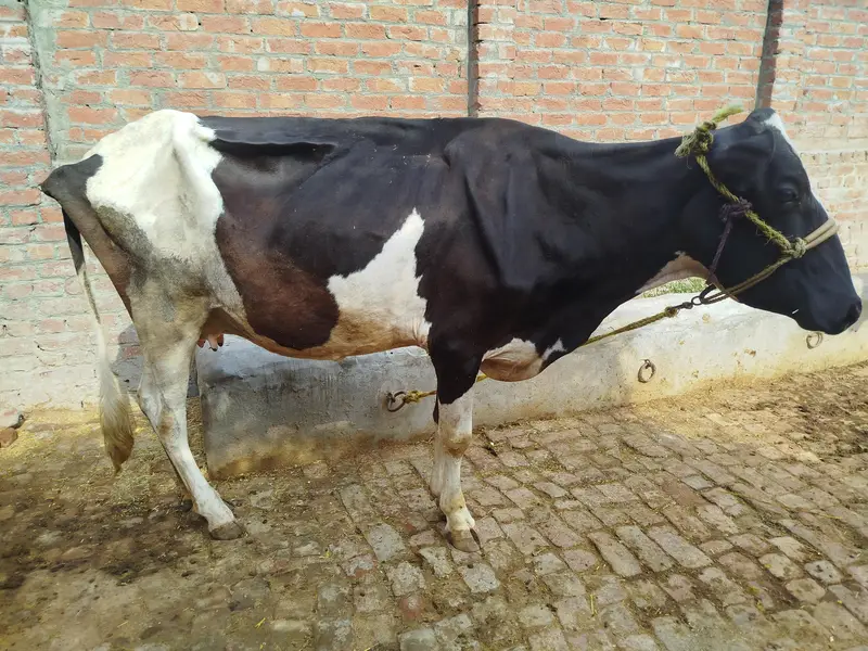 Friesian Cross Cow — photo 2