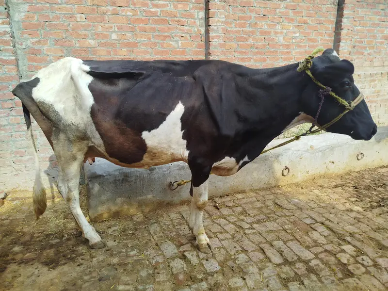 Friesian Cross Cow — photo 3
