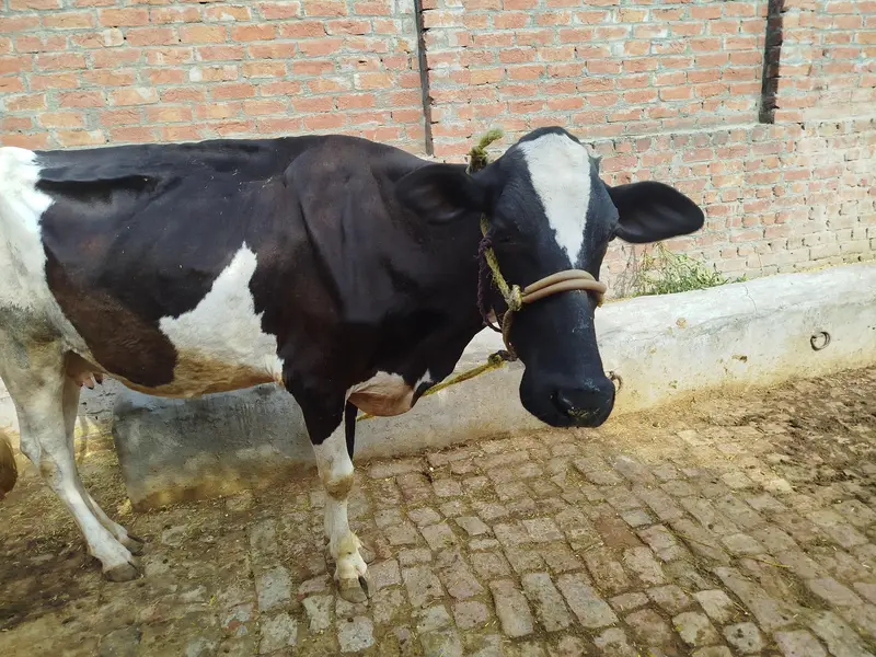Friesian Cross Cow — photo 4