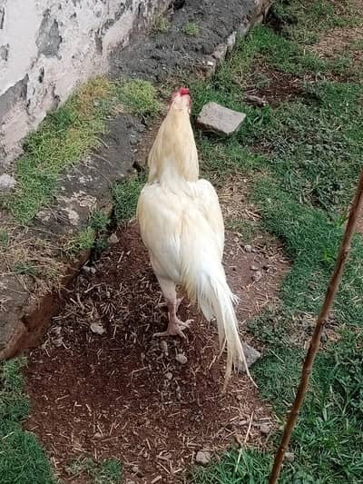 aseel hen for breeding