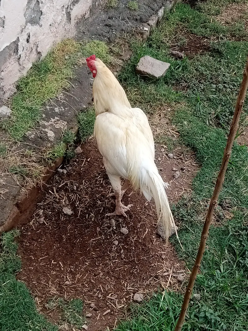 aseel hen for breeding — photo 2