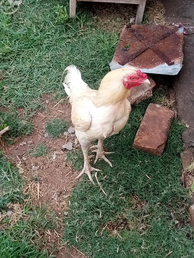 aseel hen for breeding — photo 3
