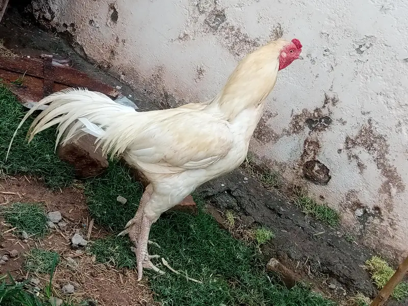 aseel hen for breeding — photo 4