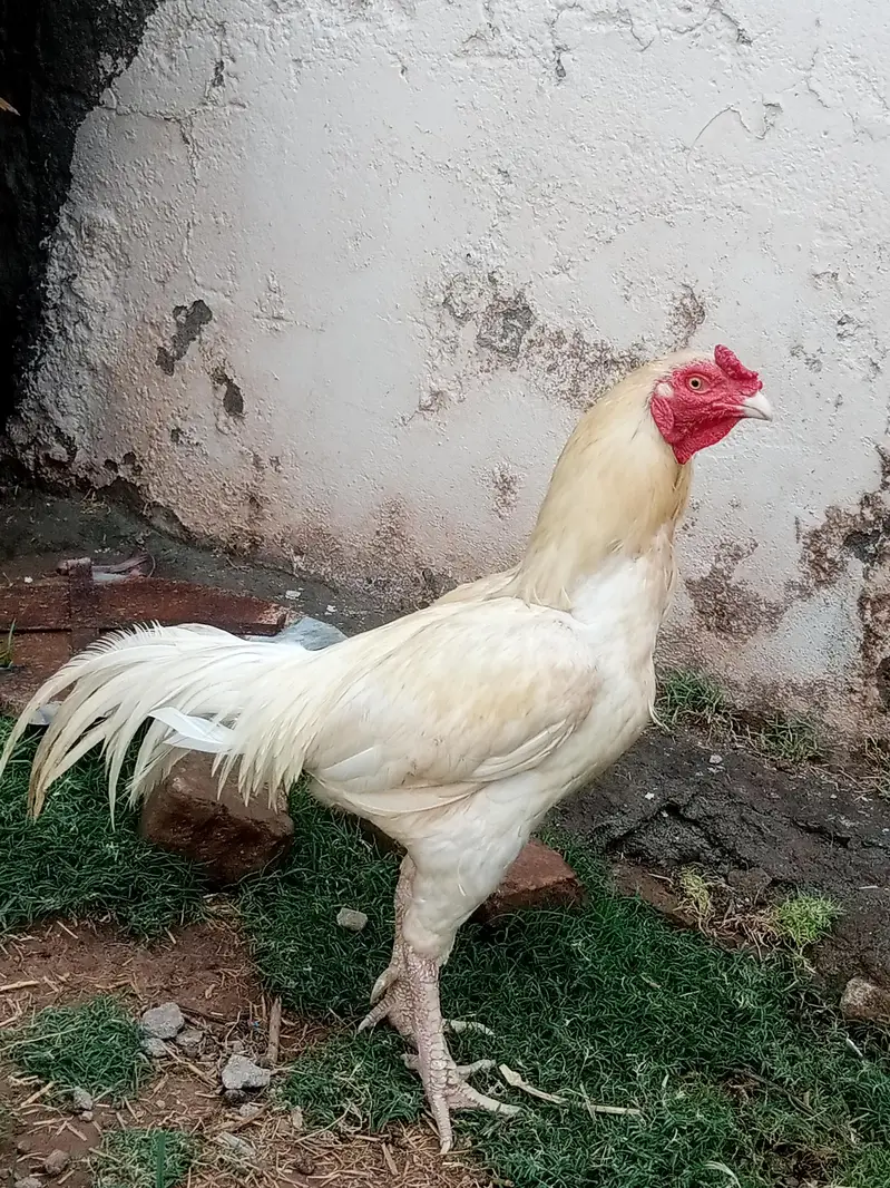 aseel hen for breeding — photo 5
