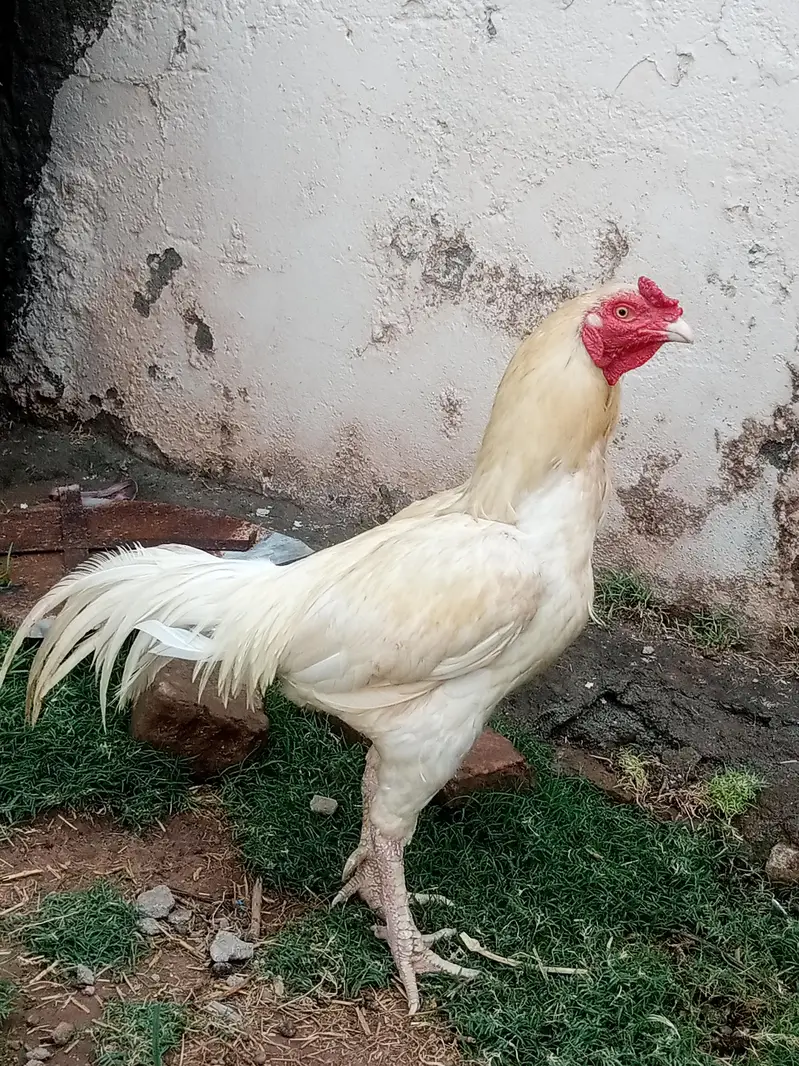aseel hen for breeding — photo 6