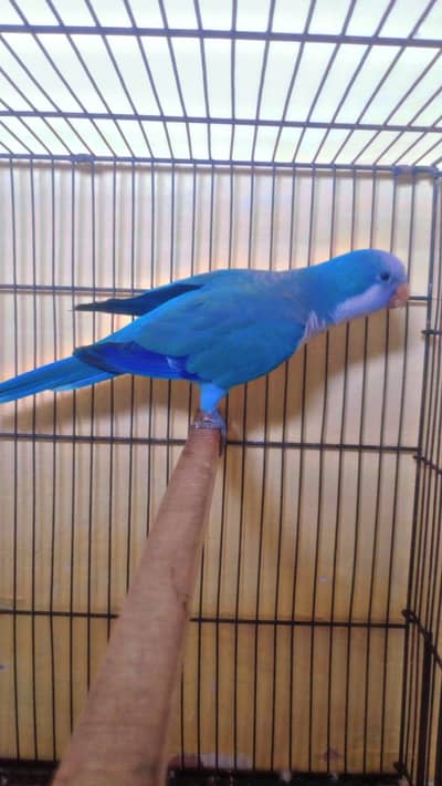 Blue Monk Parakeet with cage