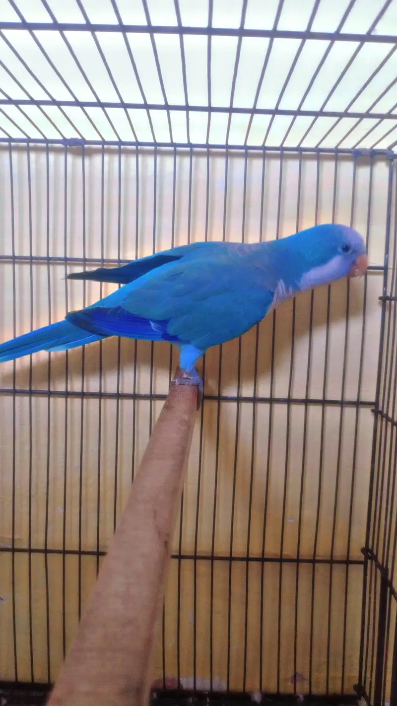 Blue Monk Parakeet with cage