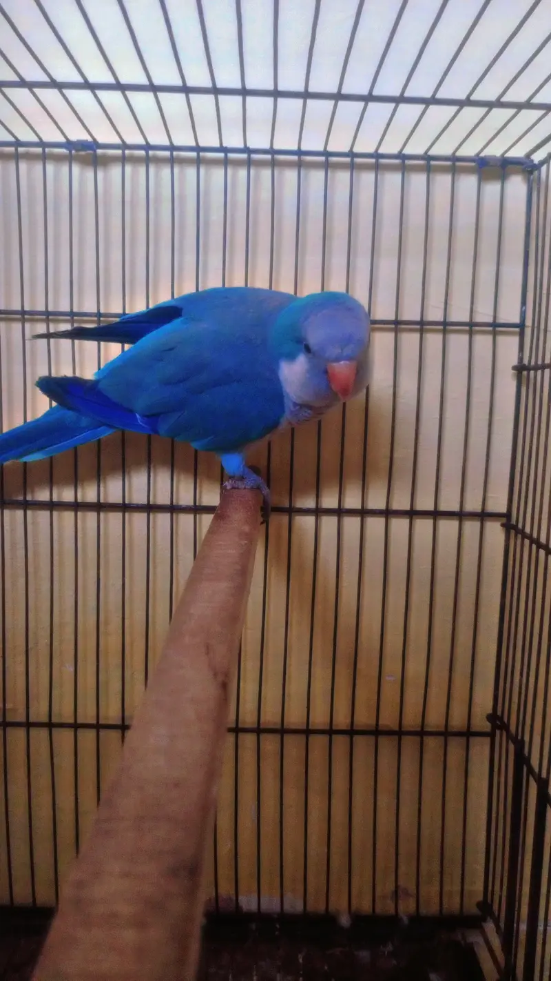 Blue Monk Parakeet with cage — photo 2