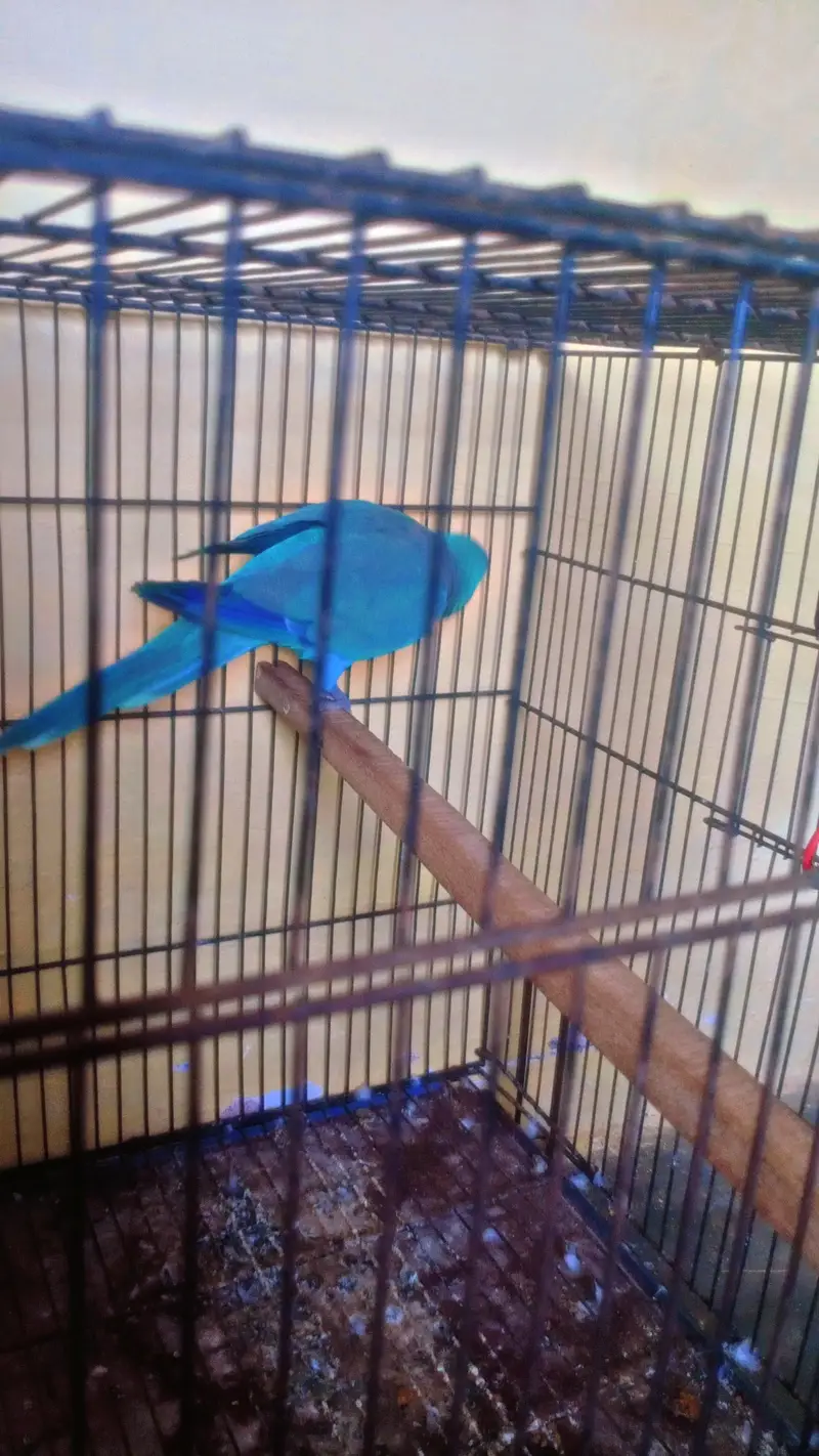 Blue Monk Parakeet with cage — photo 3